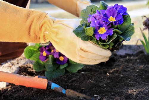 Professional tree removal service for a Blackwall home and garden
