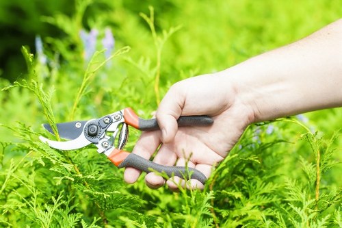 Pruning mature trees for homes and commercial sites in Blackwall